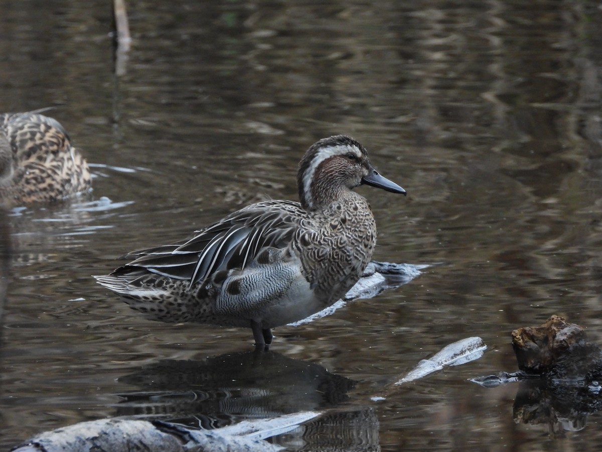 Garganey - ML646588973