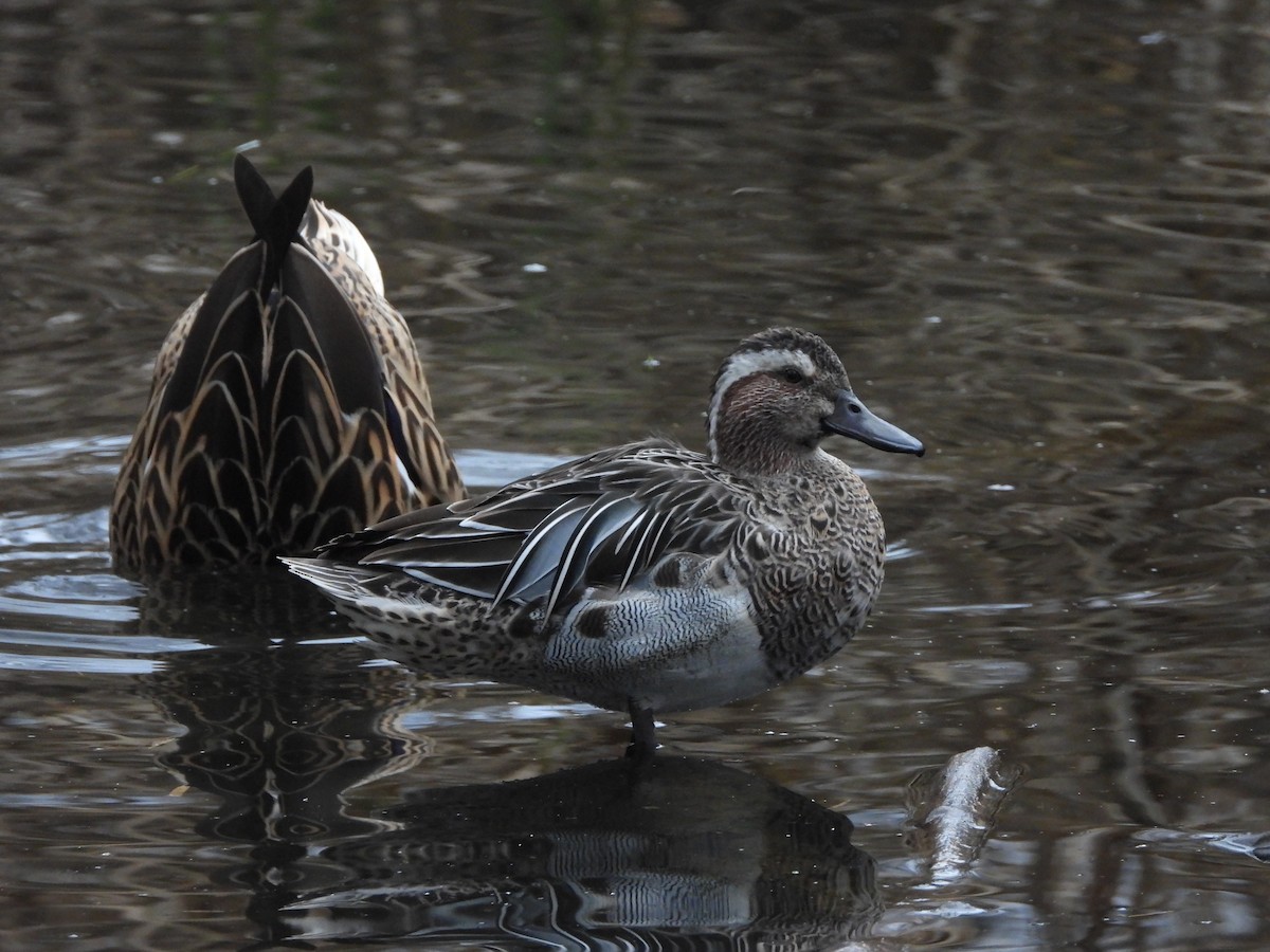Garganey - ML646588974