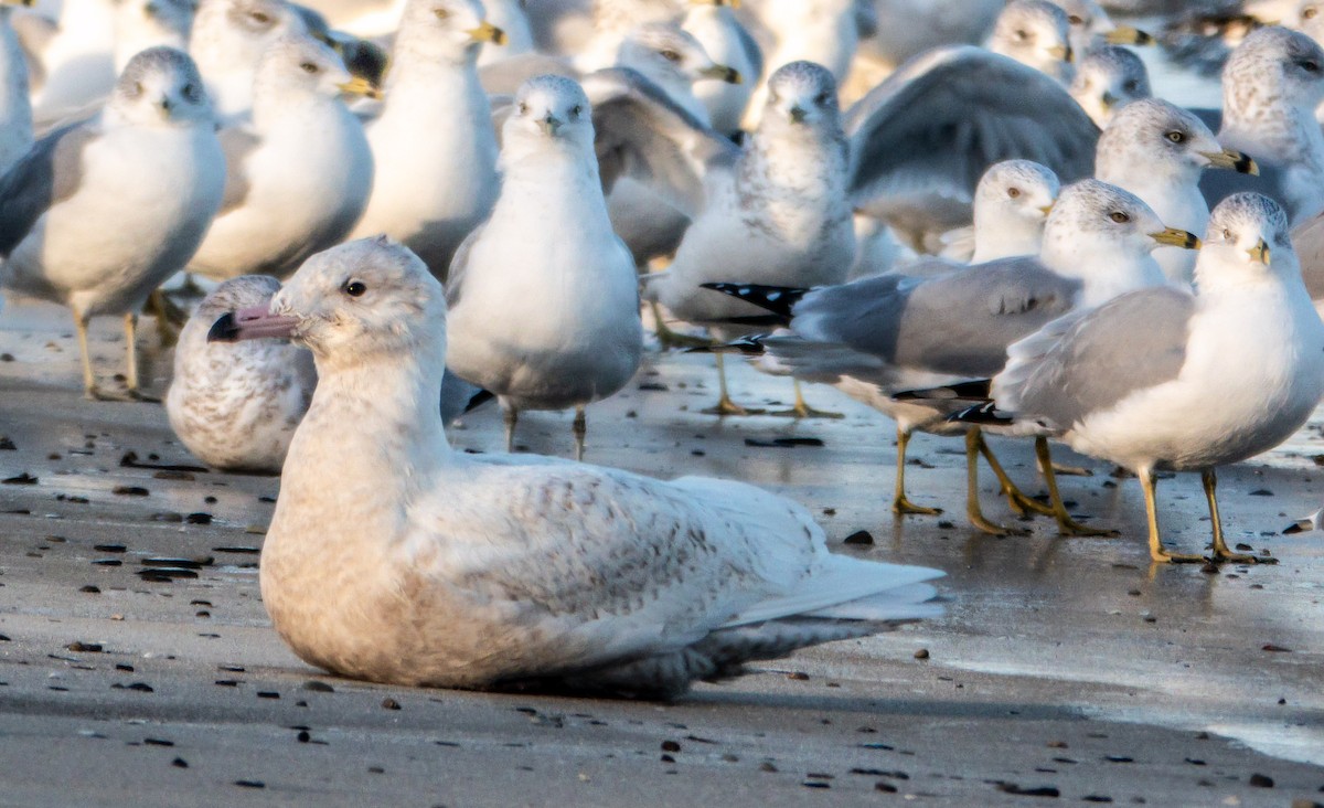 Gavión Hiperbóreo - ML646588975