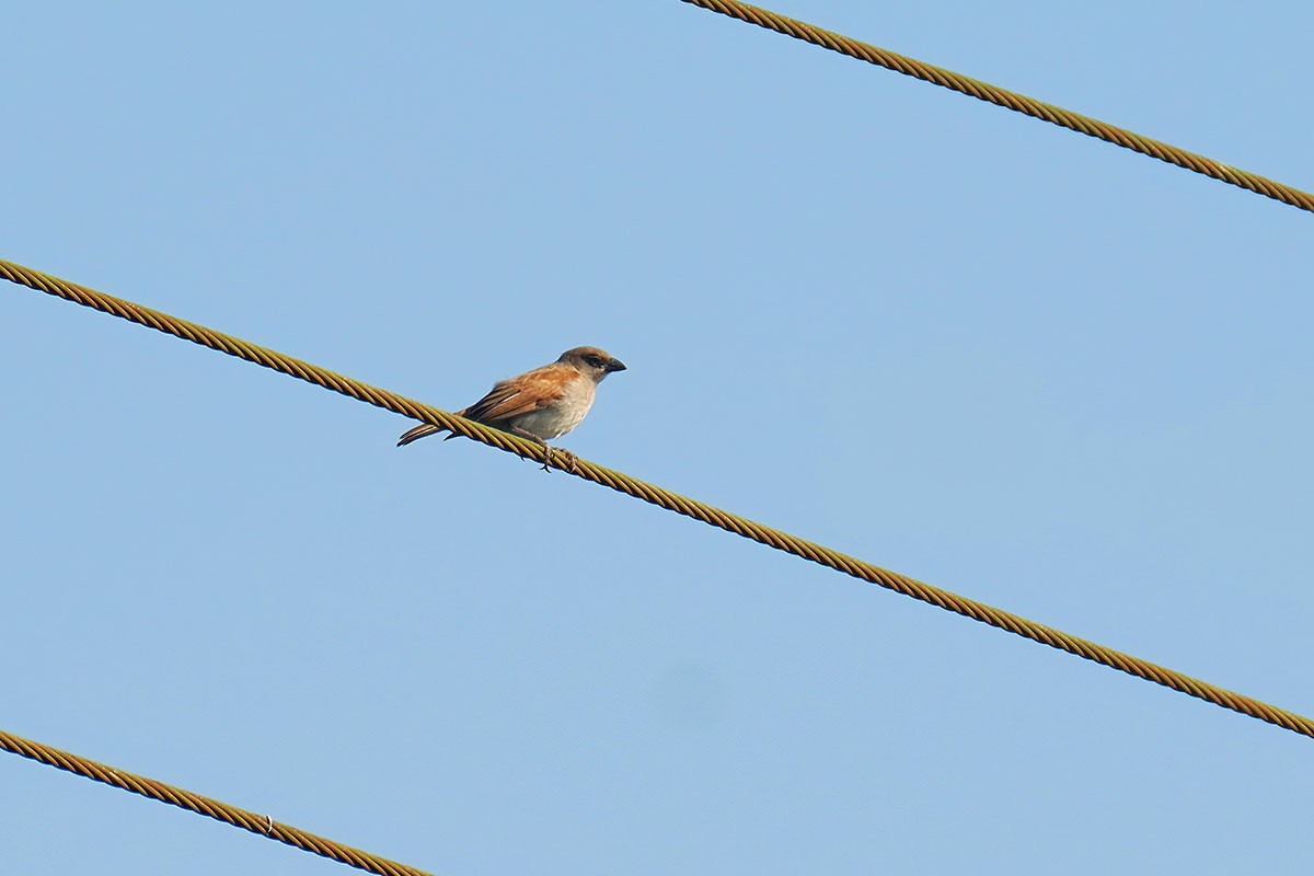 Northern Gray-headed Sparrow - ML646588976