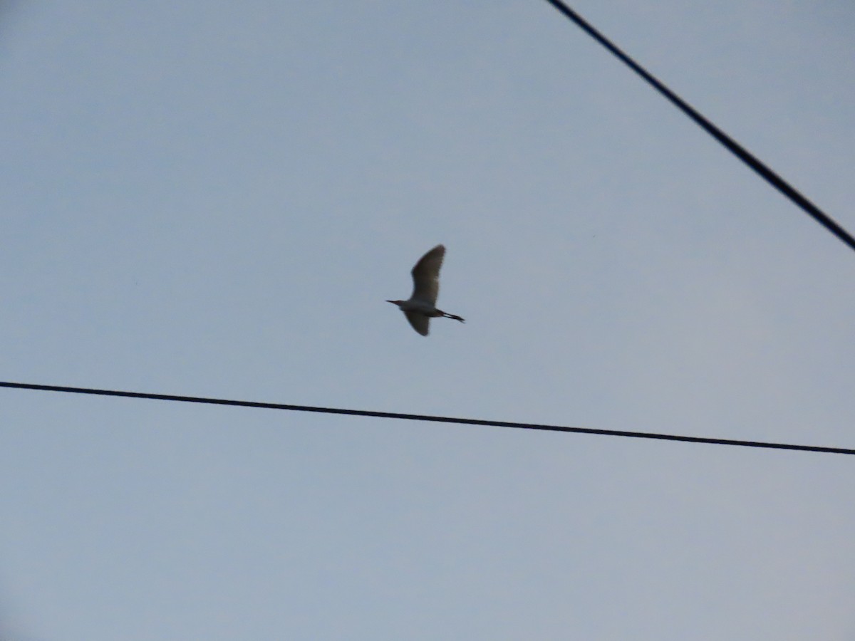 Héron de Coromandel - ML646588981