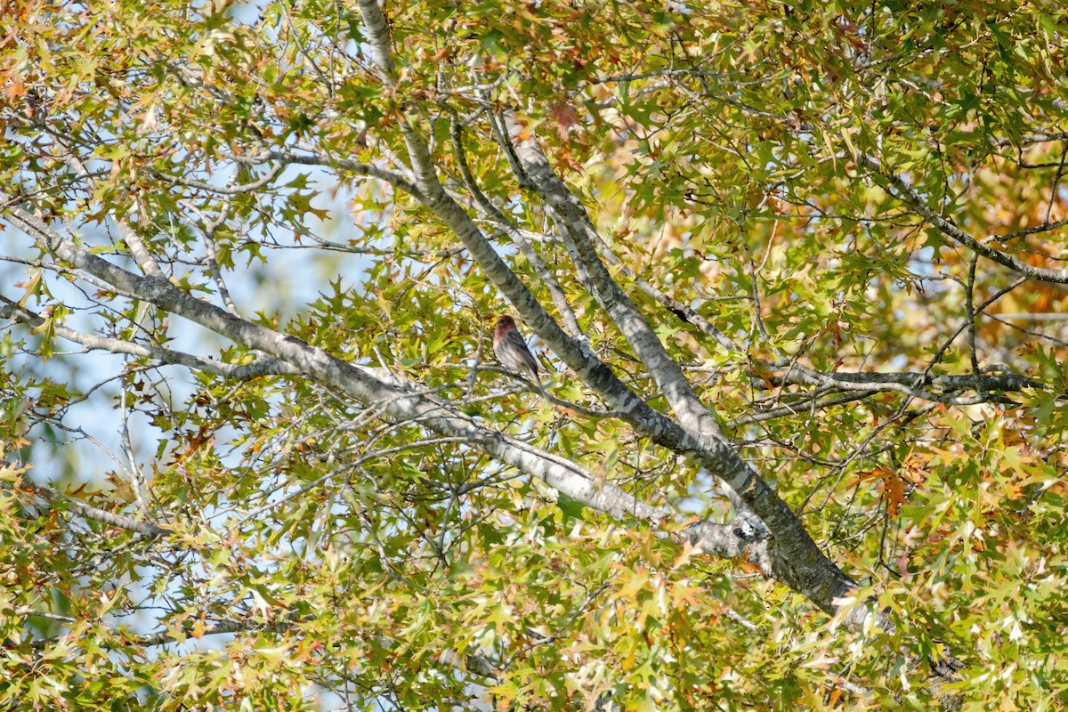 hýl rudoprsý - ML646588982