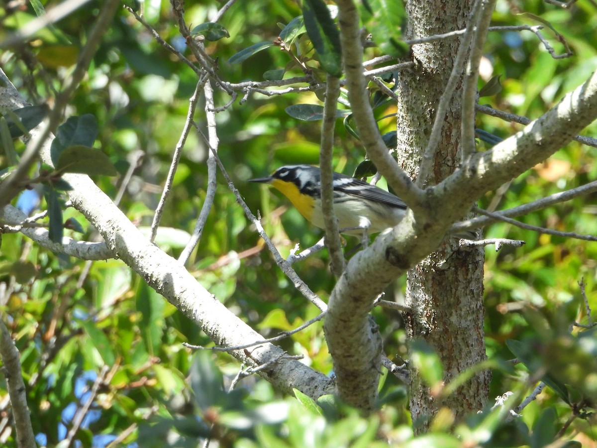 Yellow-throated Warbler - ML646588989