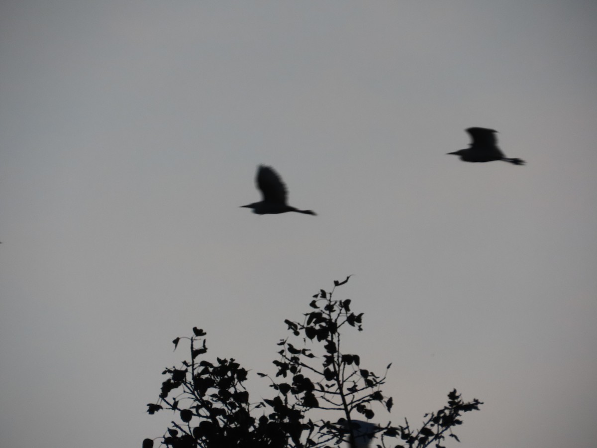 Héron de Coromandel - ML646588990