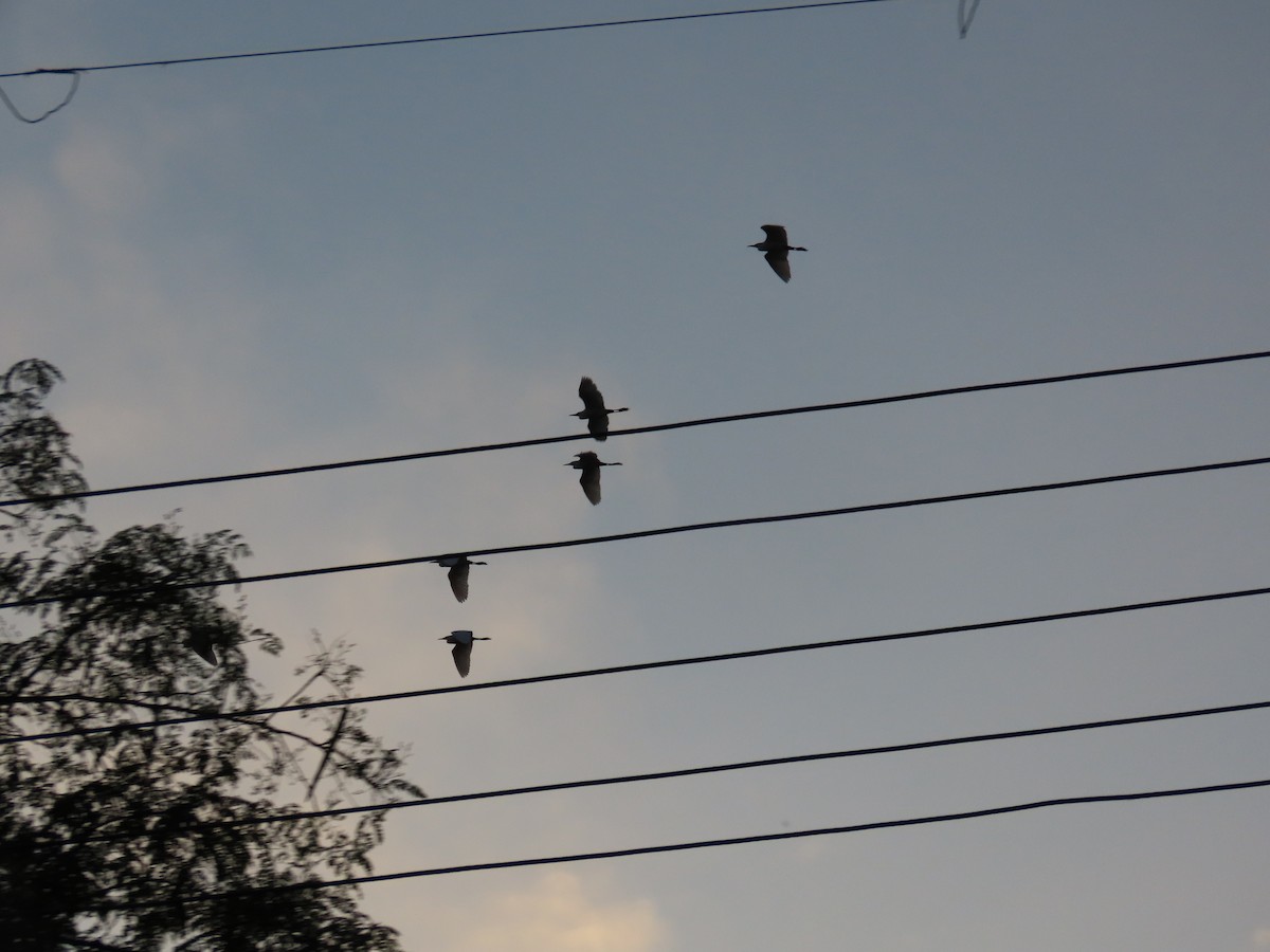 Héron de Coromandel - ML646588991