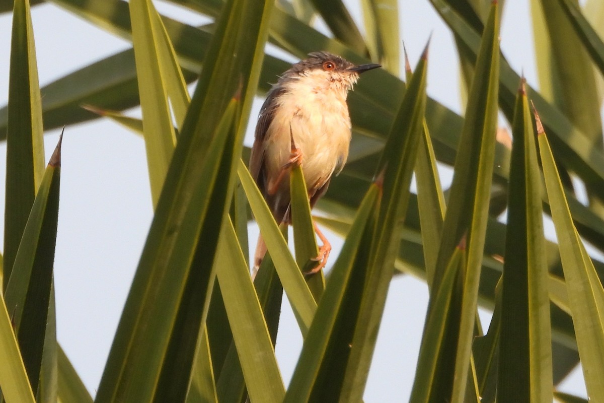 Kül Rengi Prinya - ML646588999