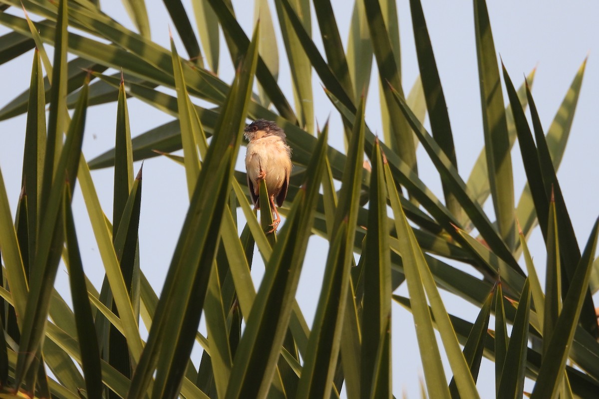 Kül Rengi Prinya - ML646589000