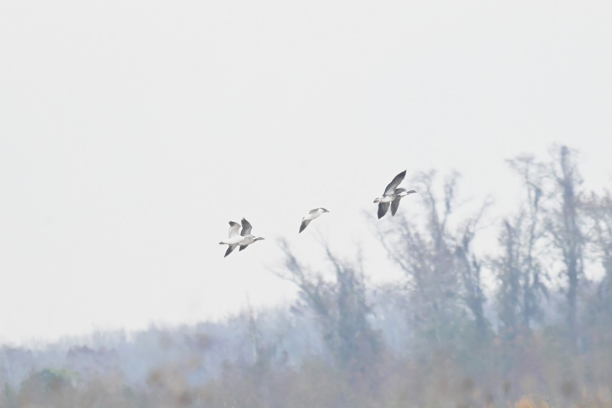 Snow Goose - ML646589001