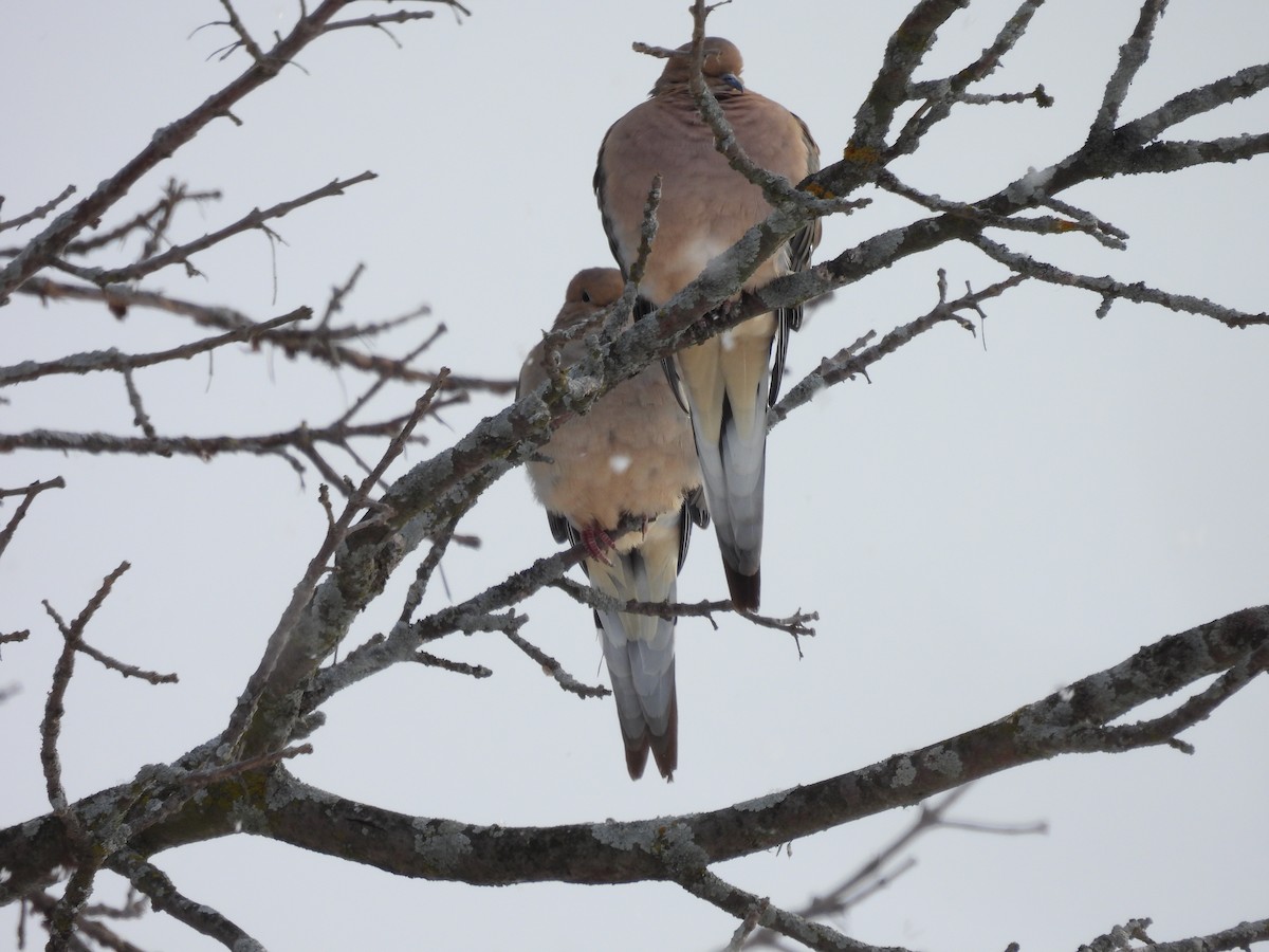 Mourning Dove - ML646589015