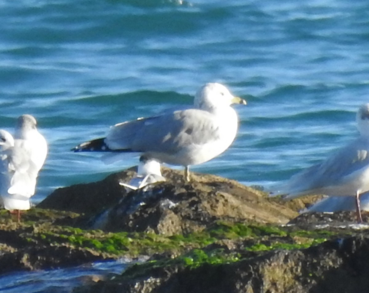 クロワカモメ - ML646589017