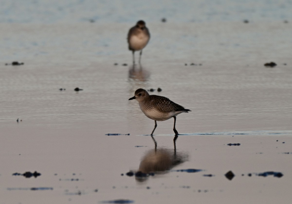 灰斑鴴 - ML646589018