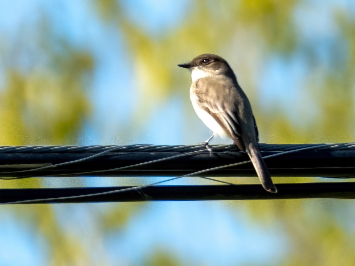 tyranovec domácí - ML646589020