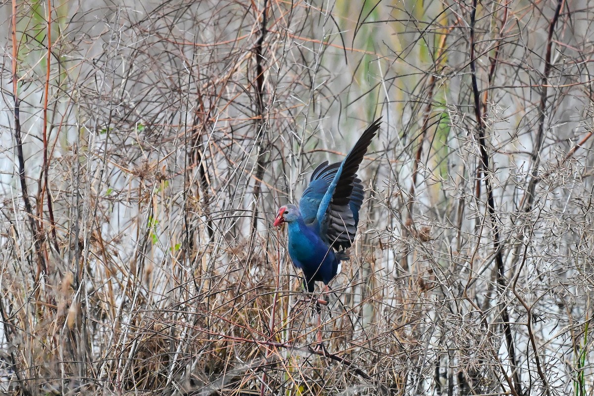 Gray-headed Swamphen - ML646589026