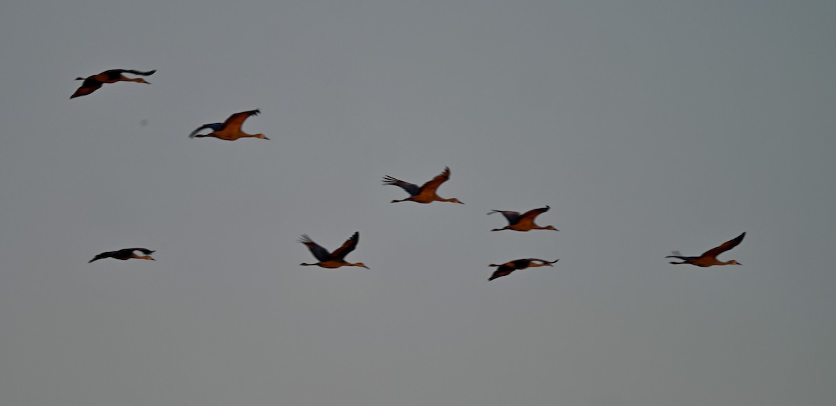 沙丘鶴 - ML646589028