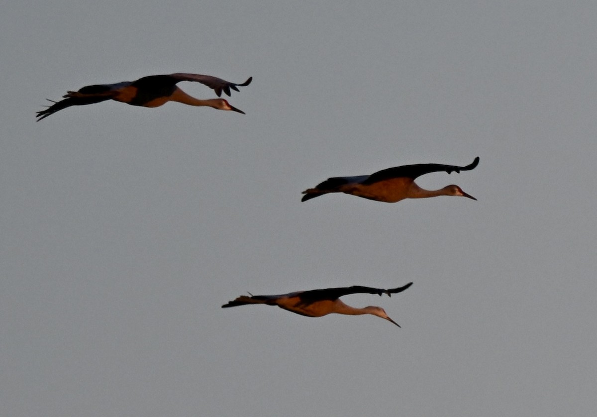 沙丘鶴 - ML646589029