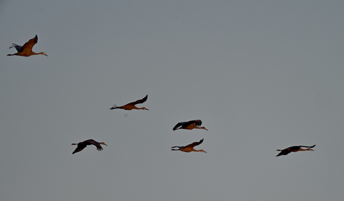 沙丘鶴 - ML646589030