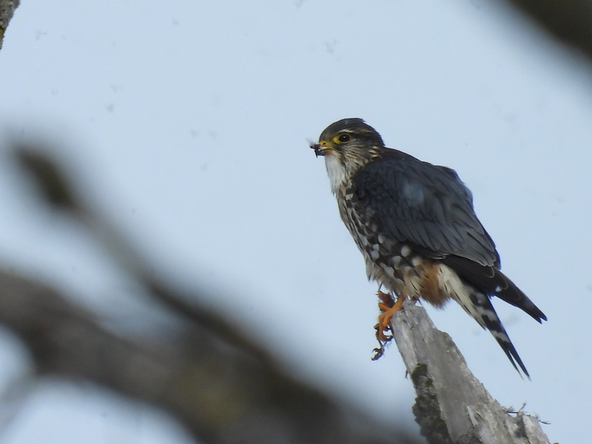 Merlin - ML646589033