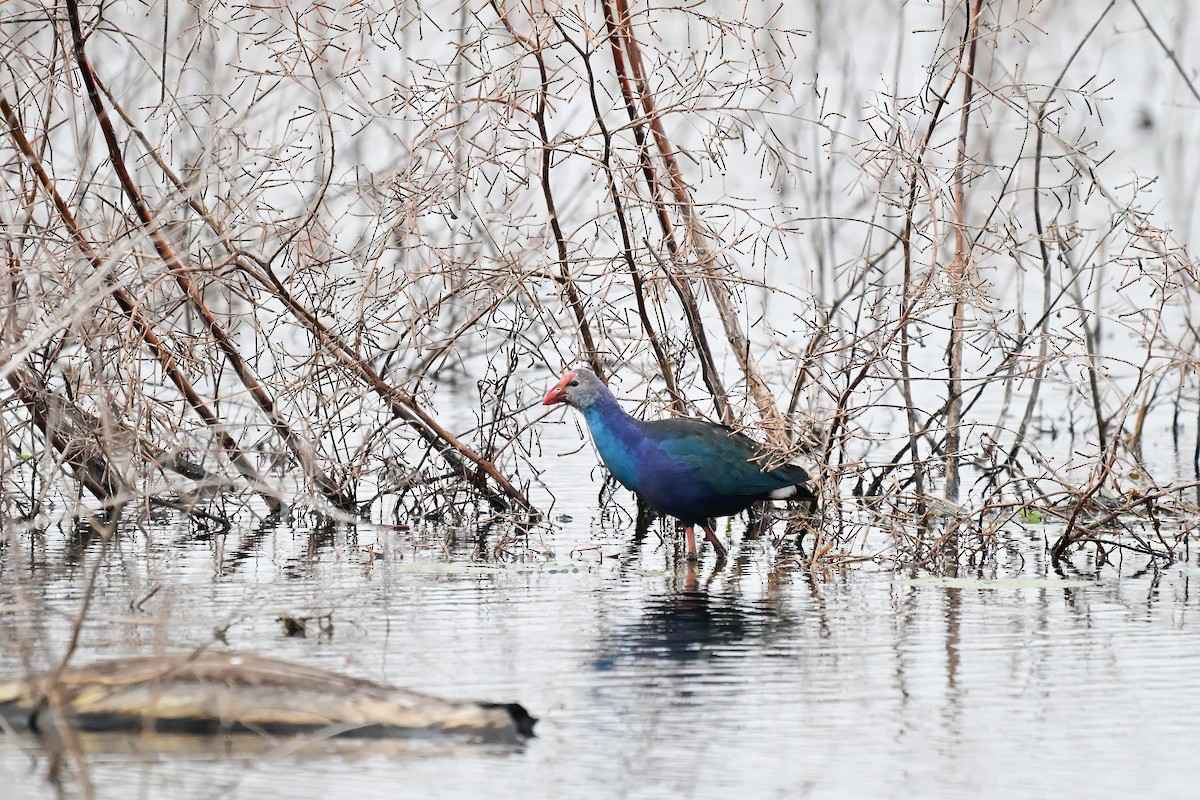 Gray-headed Swamphen - ML646589034
