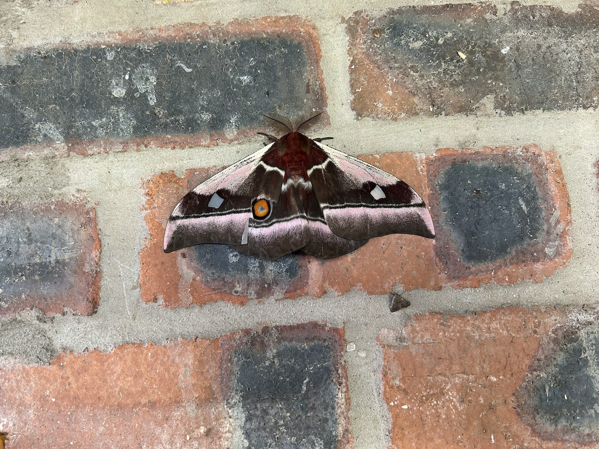 Polilla Emperador Común - ML646589038