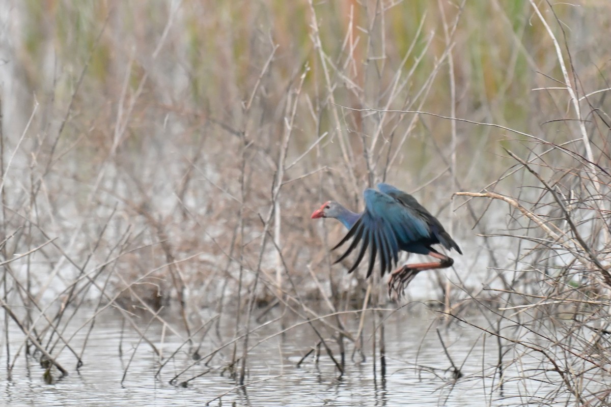 Gray-headed Swamphen - ML646589041
