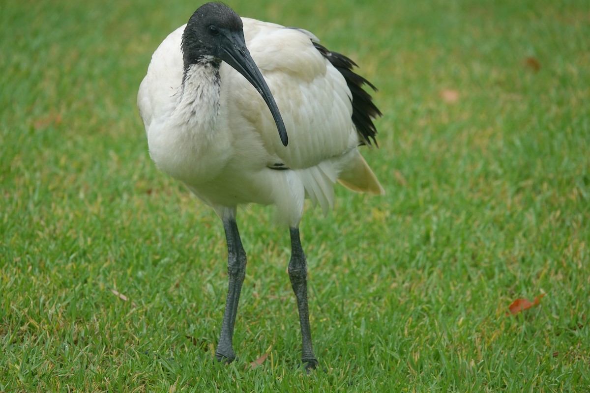 Australian Ibis - ML646589042