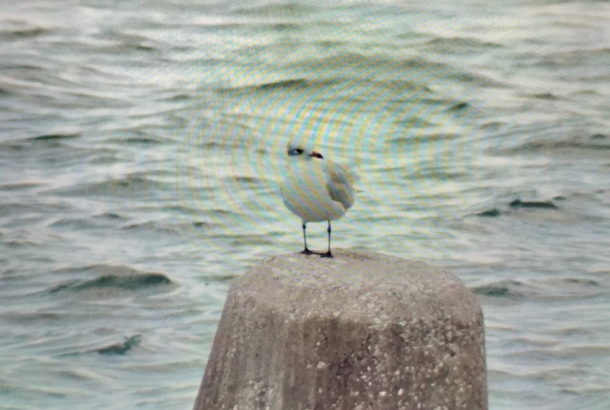 Mediterranean Gull - ML646589044