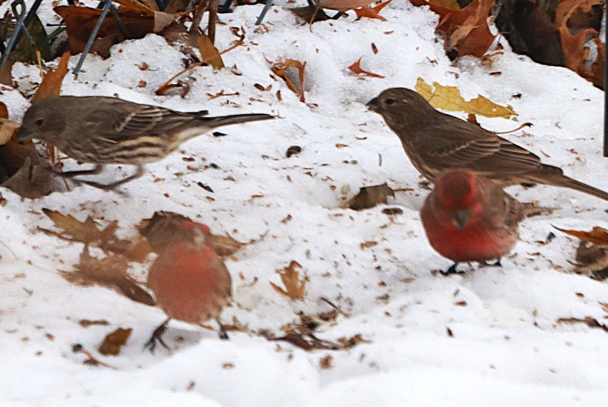 House Finch - ML646589047