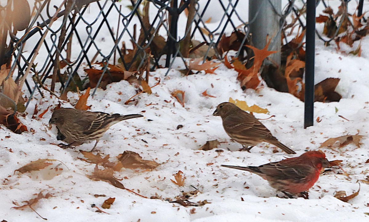 House Finch - ML646589048