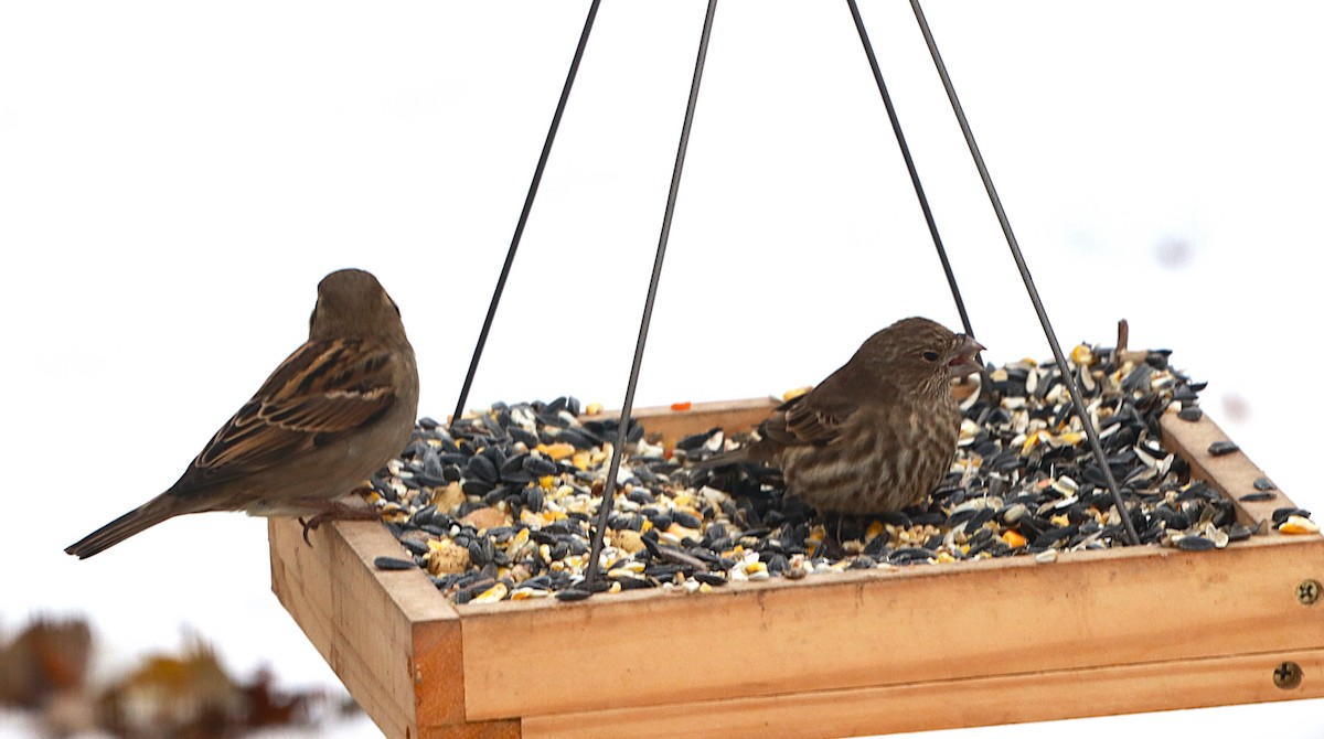 House Finch - ML646589049