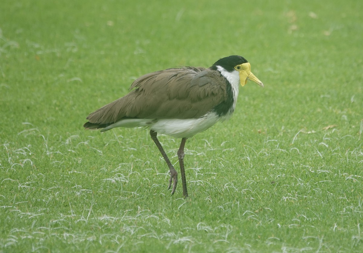 Masked Lapwing - ML646589050