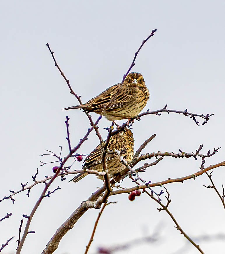 Corn Bunting - ML646589051