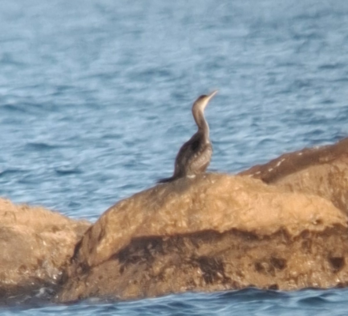 ヨーロッパヒメウ - ML646589053