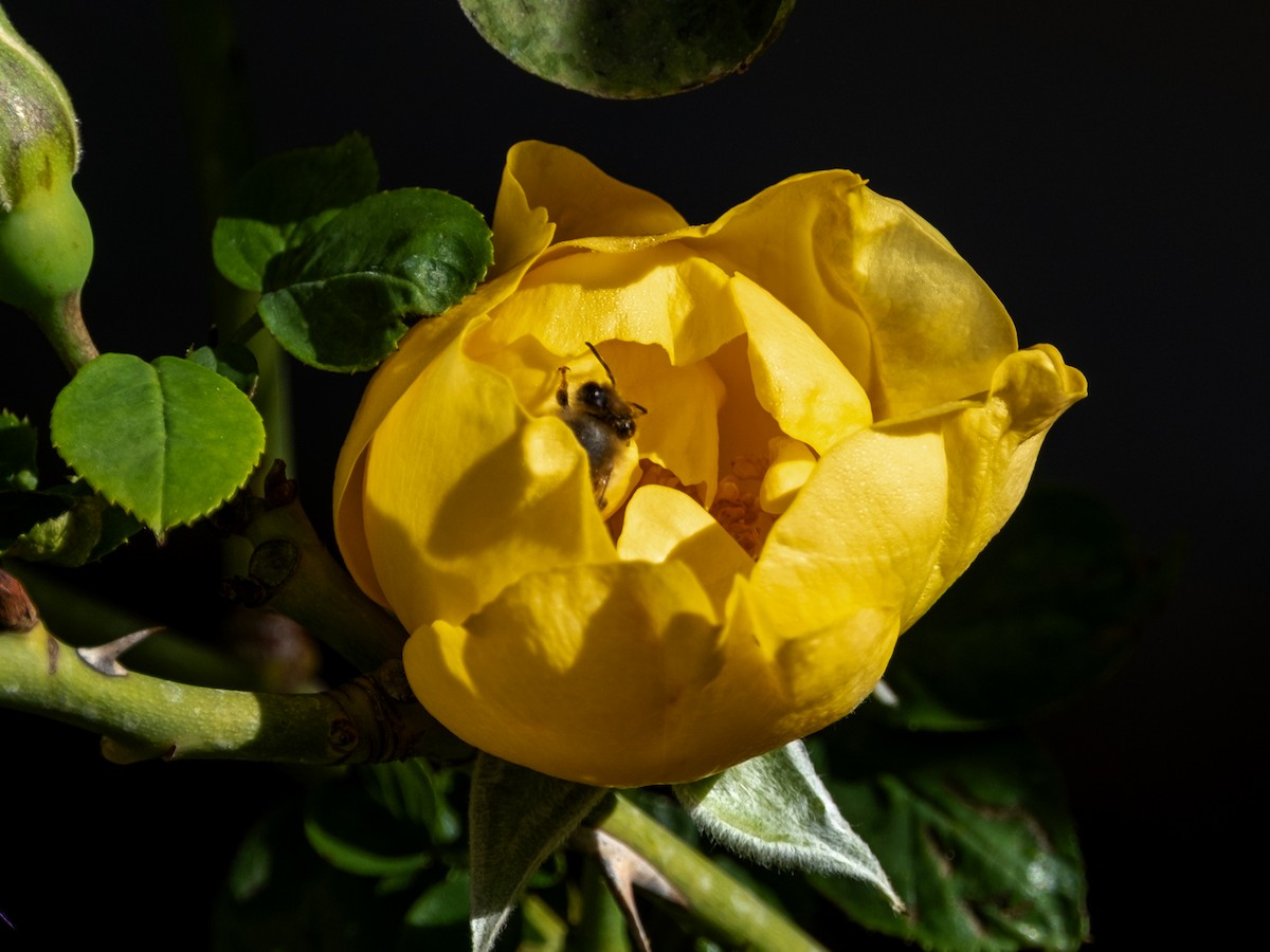 Insects - ML646589055