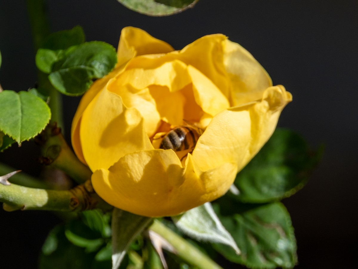 Animals - ML646589056