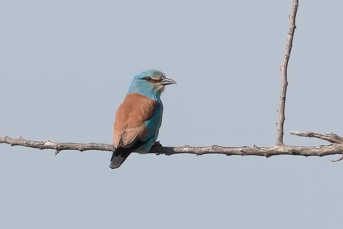 כחל מצוי - ML646589057