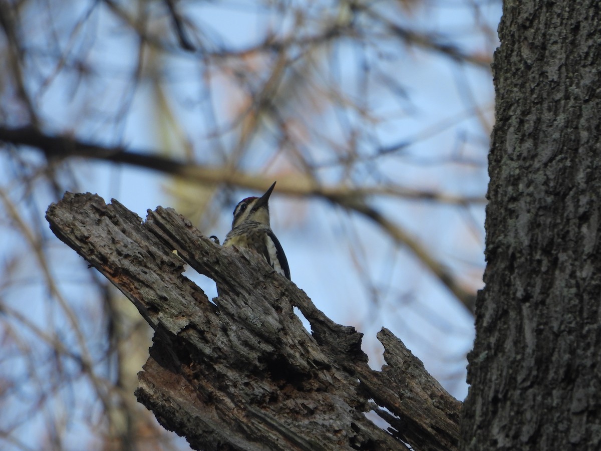 kanadasevjespett - ML646589060