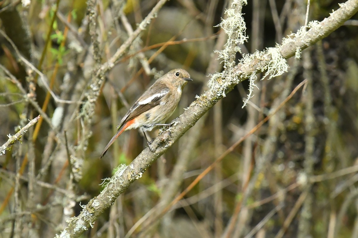 Ak Boğazlı Kızılkuyruk - ML646589061