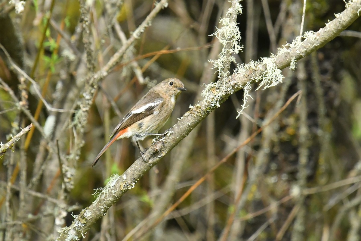 Ak Boğazlı Kızılkuyruk - ML646589062