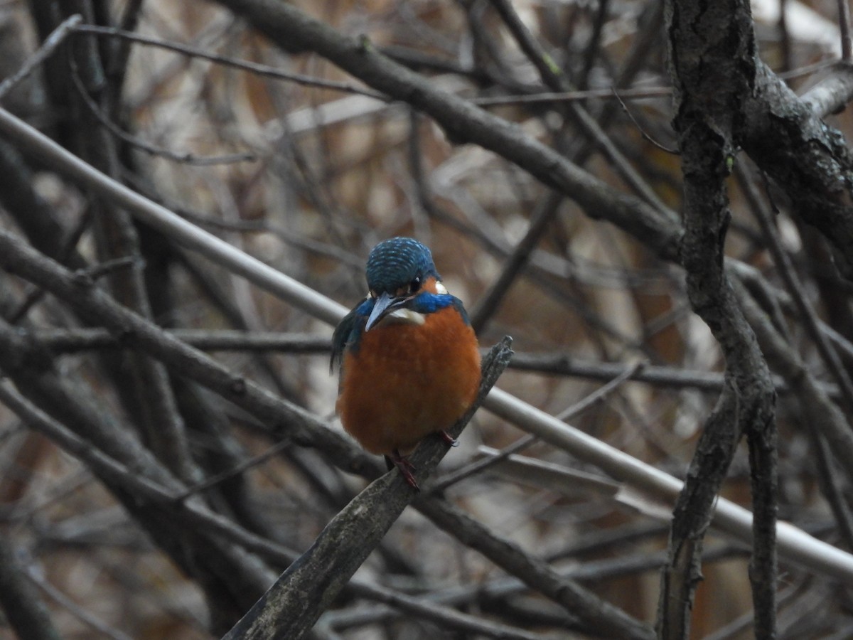 ledňáček říční - ML646589065