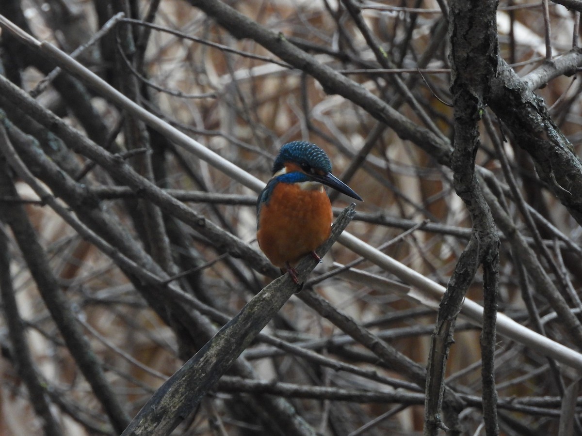 ledňáček říční - ML646589066