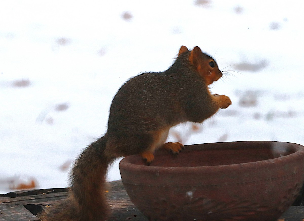 動物界 - ML646589068