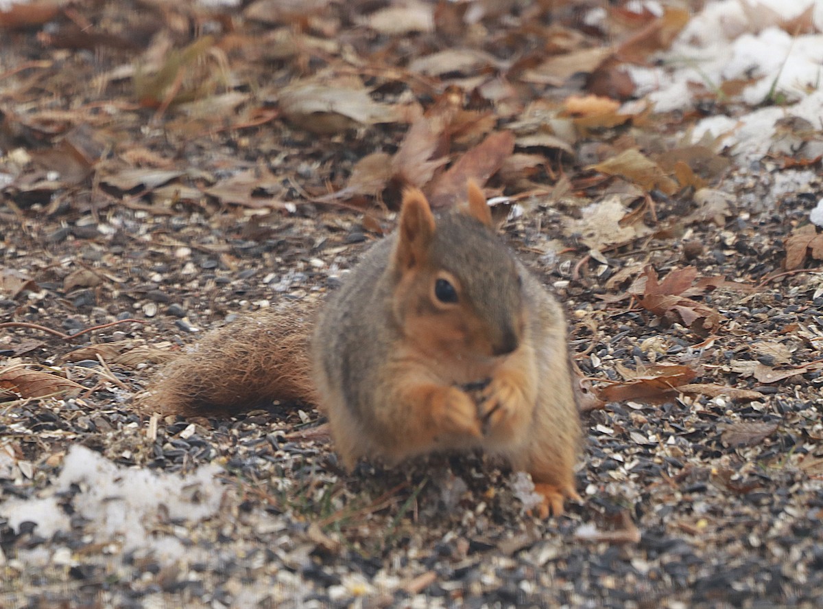 動物界 - ML646589069