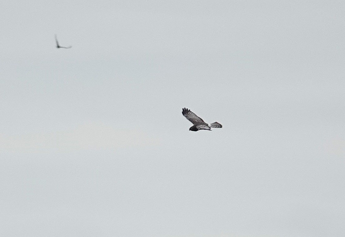 Hudsonweihe - ML646589070