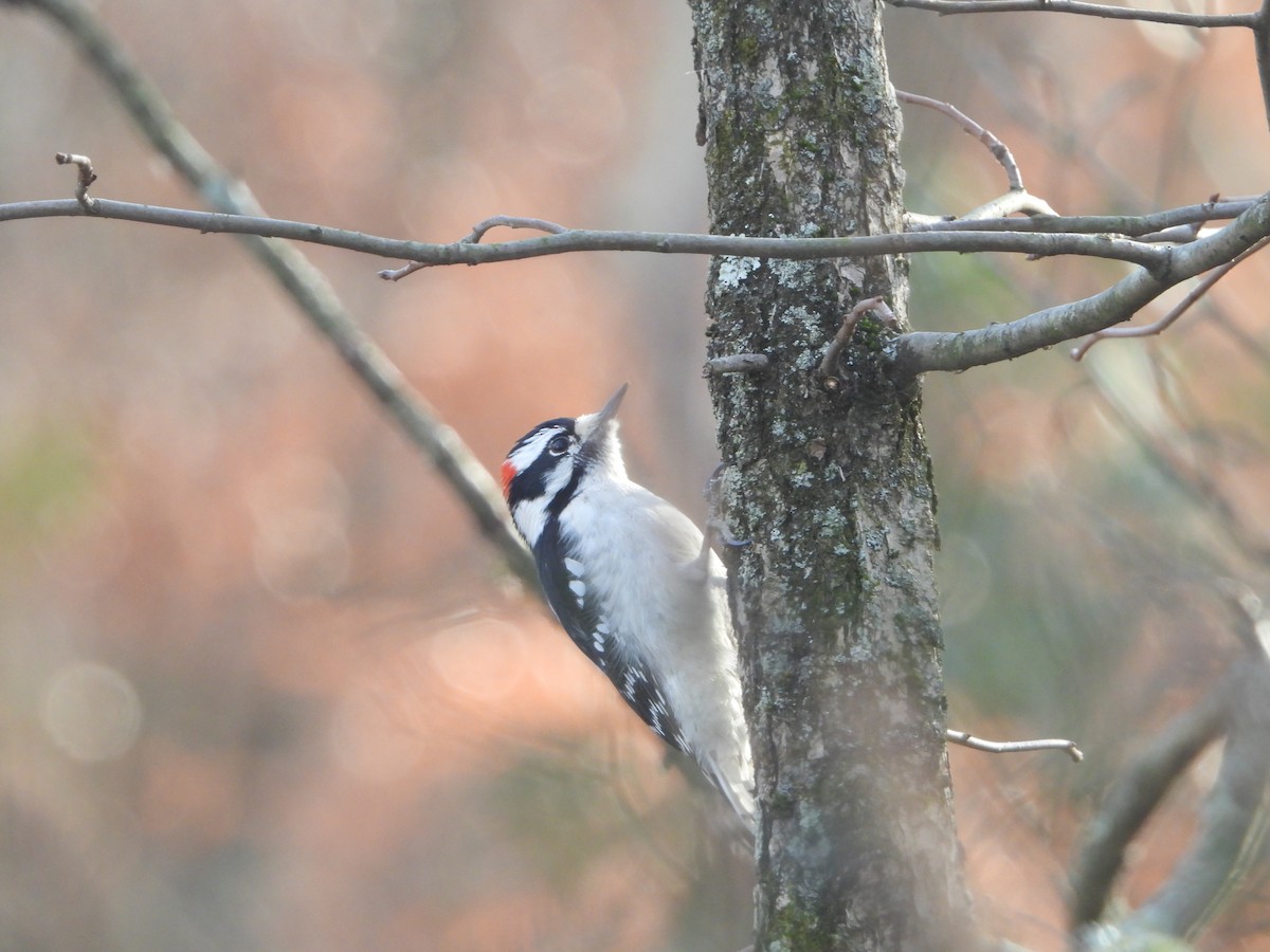 Downy Woodpecker - ML646589072