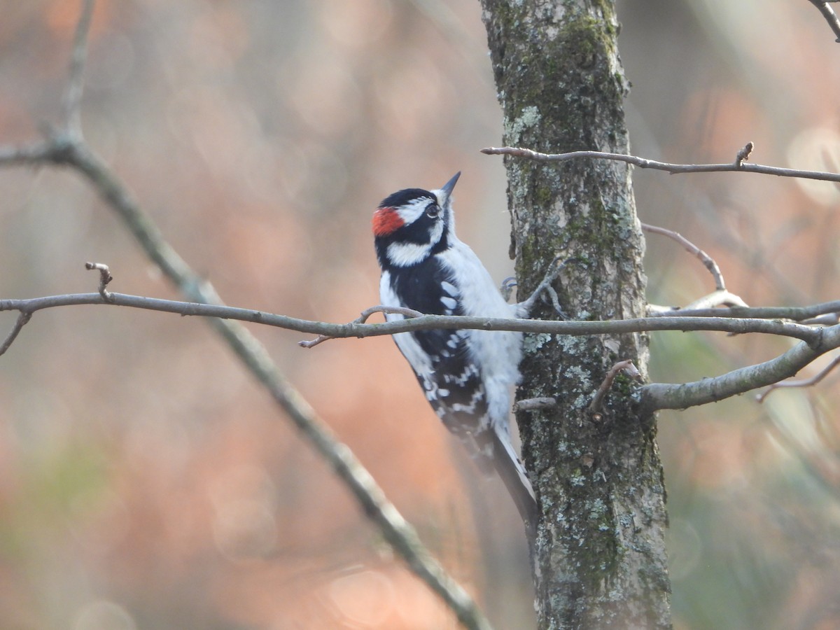 Downy Woodpecker - ML646589073