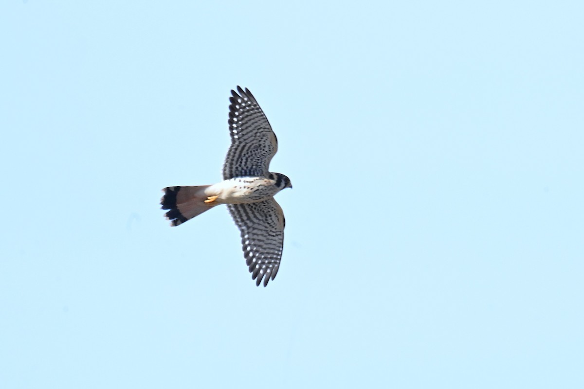 American Kestrel - ML646589077
