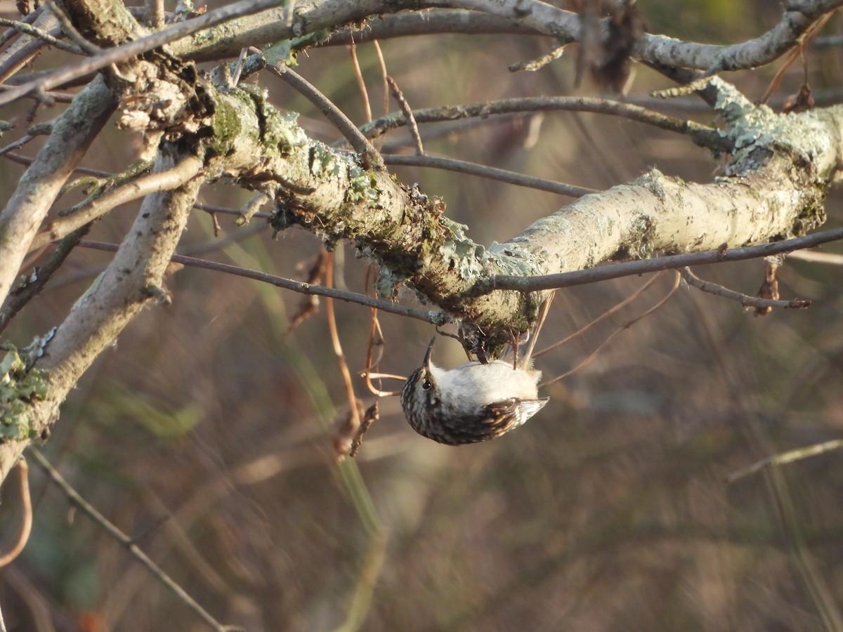 Brown Creeper - ML646589081