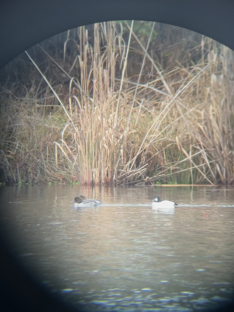 Schellente - ML646589083