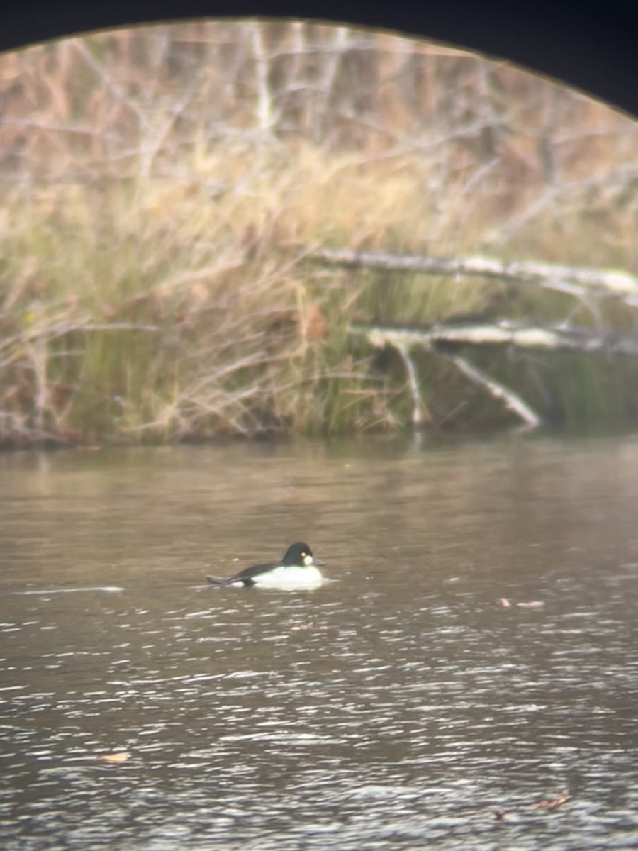 Schellente - ML646589084