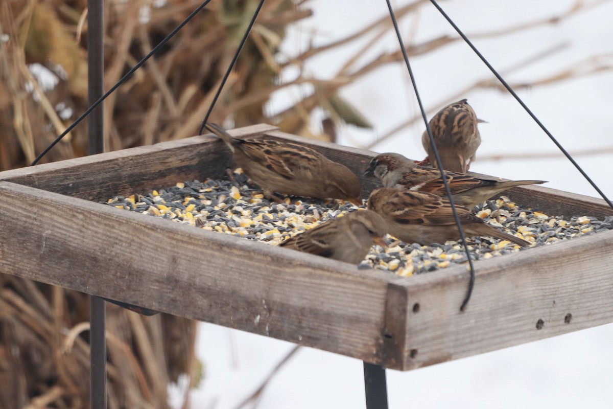 家麻雀 - ML646589086